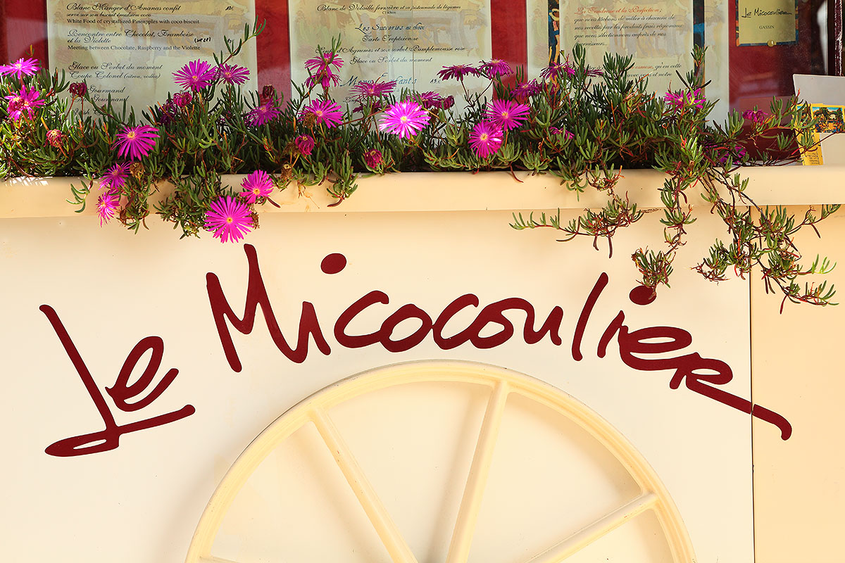le micocoulier